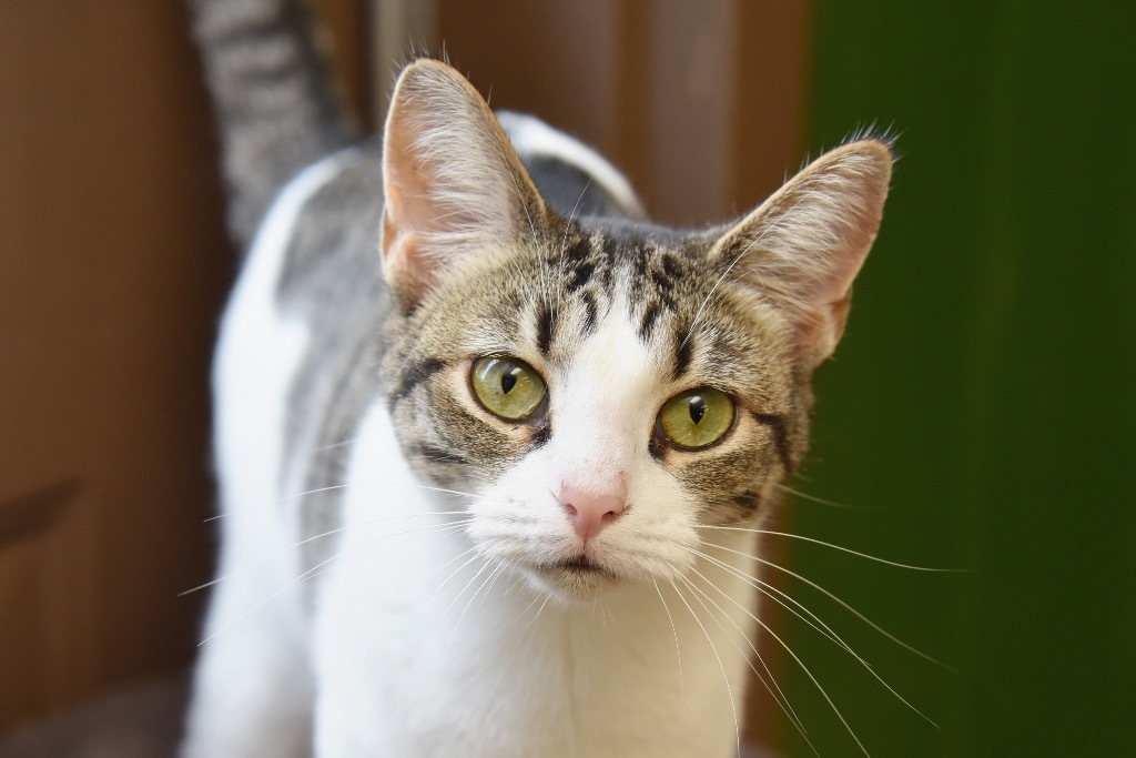 Maggie, an adoptable Domestic Short Hair in West Union, OH, 45693 | Photo Image 4