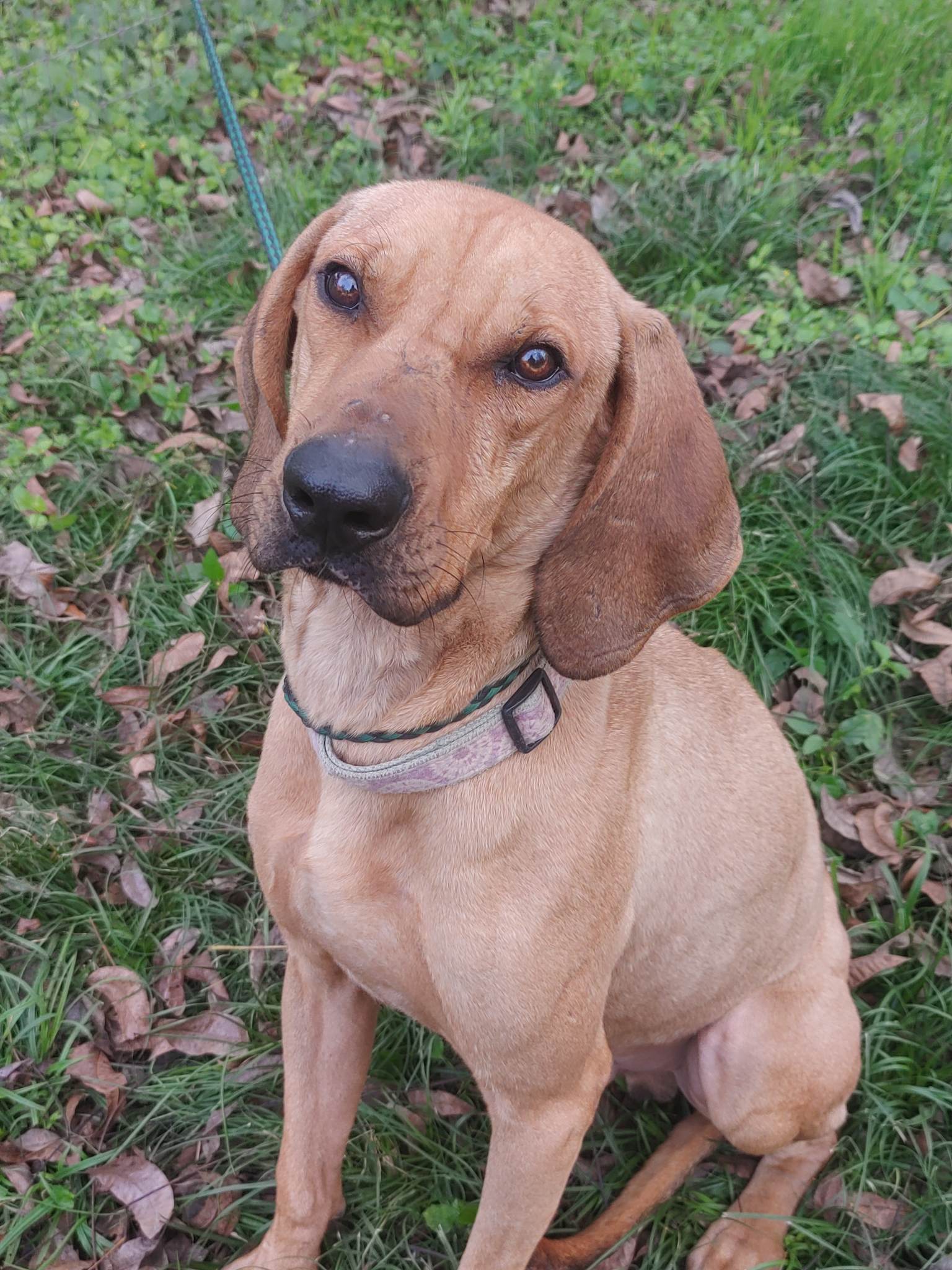 Redbone plott 2024 hound mix