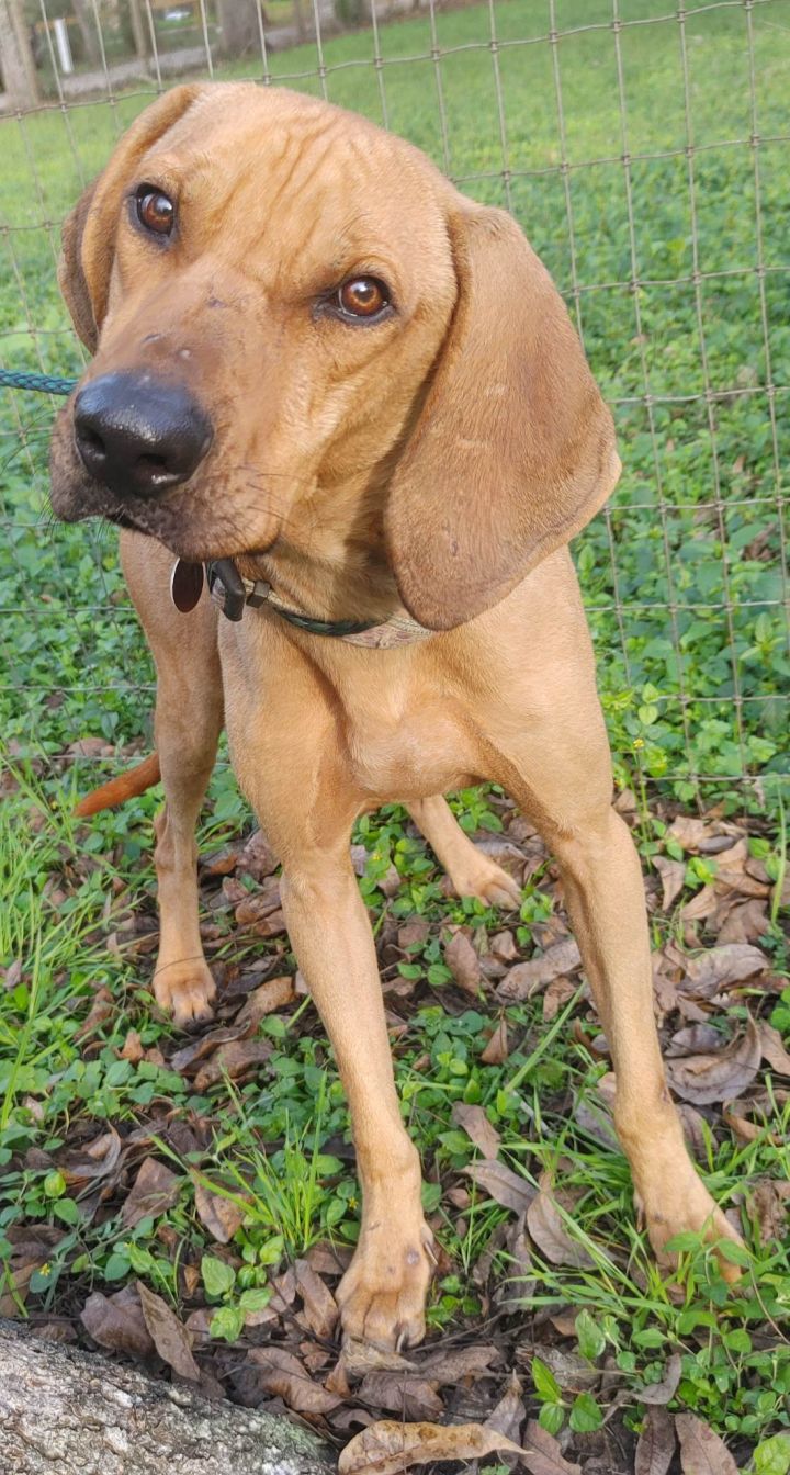 Redbone plott best sale hound mix