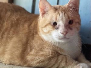 Meet Cody the gentle 8-year-old orange and white tabby who like a character from a heartwarming no