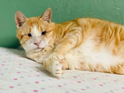 Cody(Foster Needed)