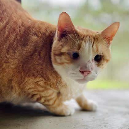 Cody(Foster Needed)