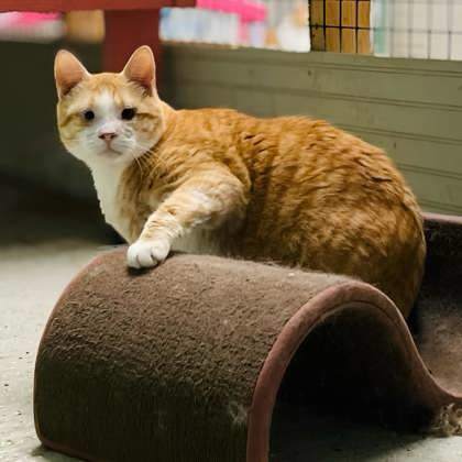 Cody(Foster Needed)
