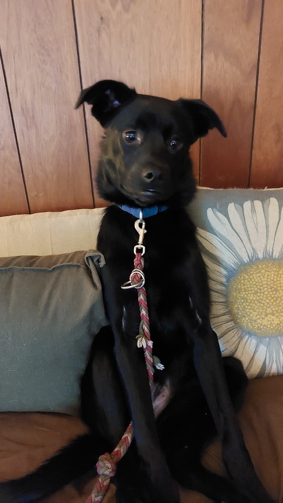 Capri, an adoptable Mixed Breed in Fond Du Lac, WI, 54935 | Photo Image 1