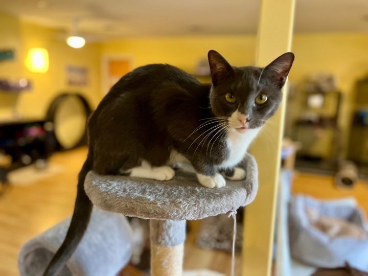 Pierre, an adoptable Domestic Short Hair in Greensboro, NC_image-5
