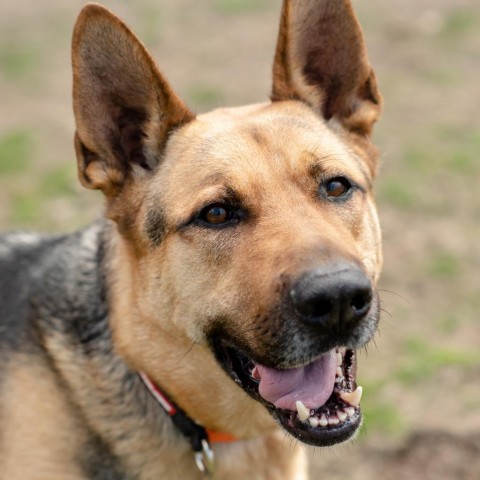 Walter, an adoptable Mixed Breed in Ponderay, ID, 83852 | Photo Image 1