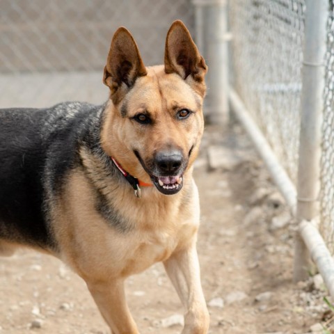 Walter, an adoptable Mixed Breed in Ponderay, ID, 83852 | Photo Image 2