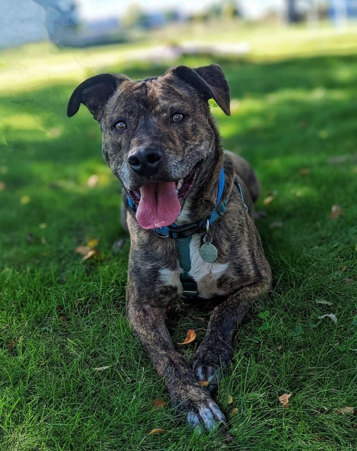 Labrador retriever store and boxer mix