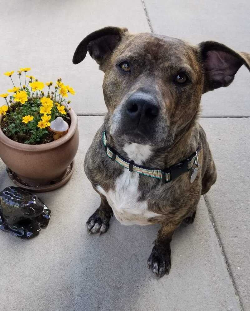 Rockwell, an adoptable Boxer, Labrador Retriever in Denver, CO, 80209 | Photo Image 3