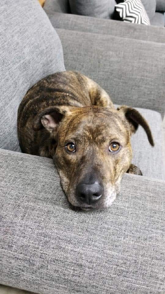 Rockwell, an adoptable Boxer, Labrador Retriever in Denver, CO, 80209 | Photo Image 4