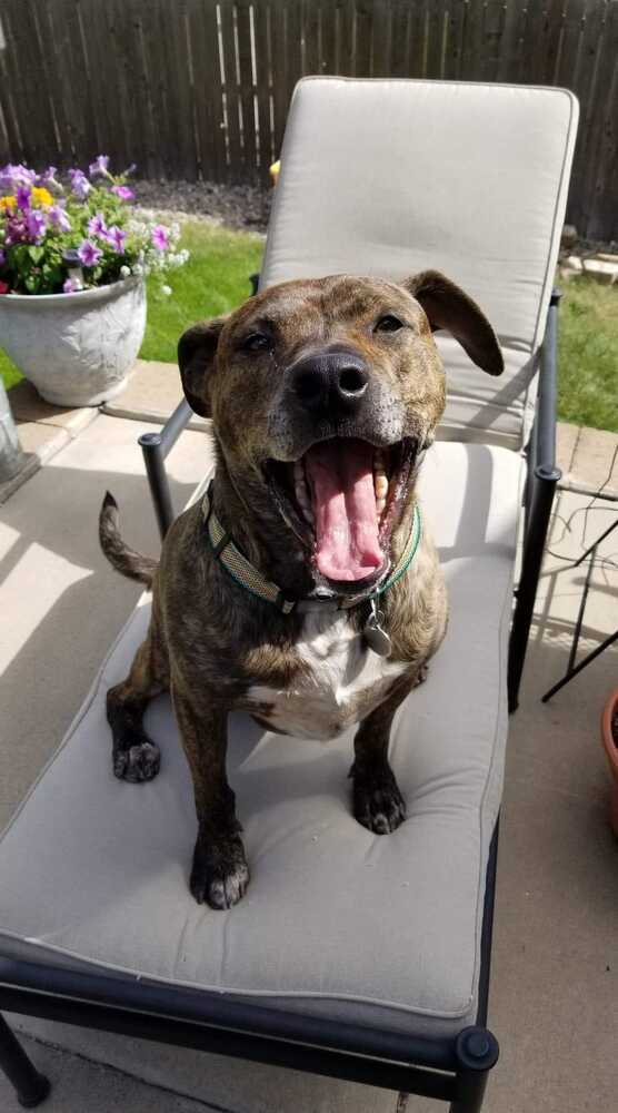 Rockwell, an adoptable Boxer, Labrador Retriever in Denver, CO, 80209 | Photo Image 5