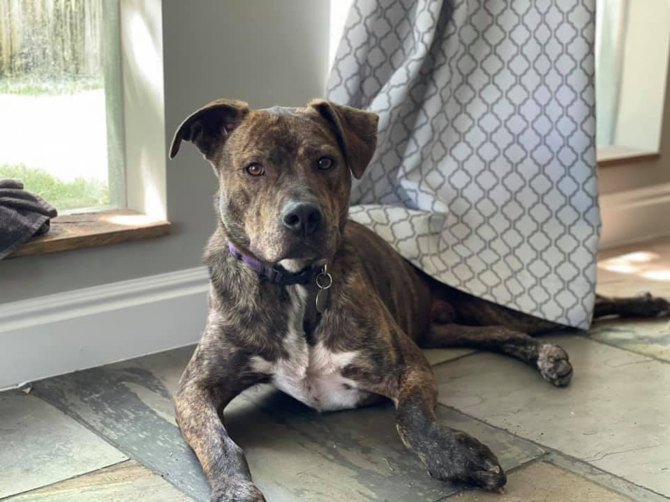 Rockwell, an adoptable Boxer, Labrador Retriever in Denver, CO, 80209 | Photo Image 6