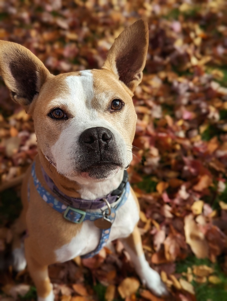 Mina, an adoptable Boxer, Pit Bull Terrier in Denver, CO, 80209 | Photo Image 1