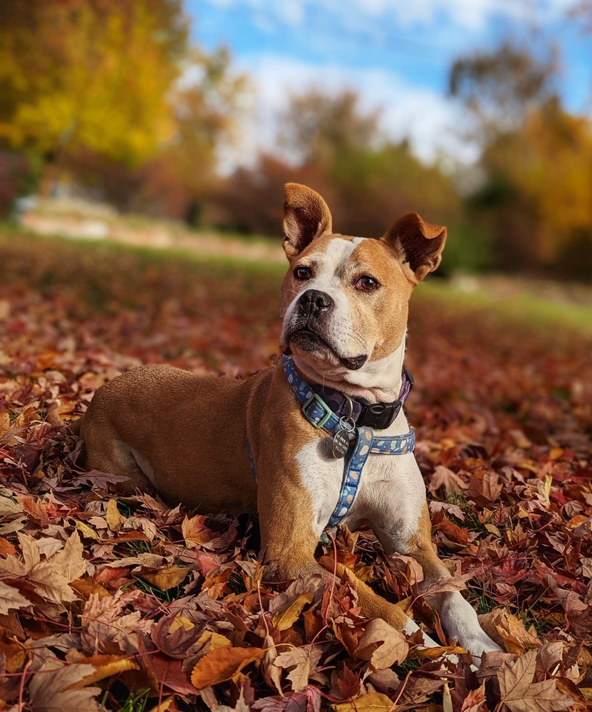 Mina, an adoptable Boxer, Pit Bull Terrier in Denver, CO, 80209 | Photo Image 2