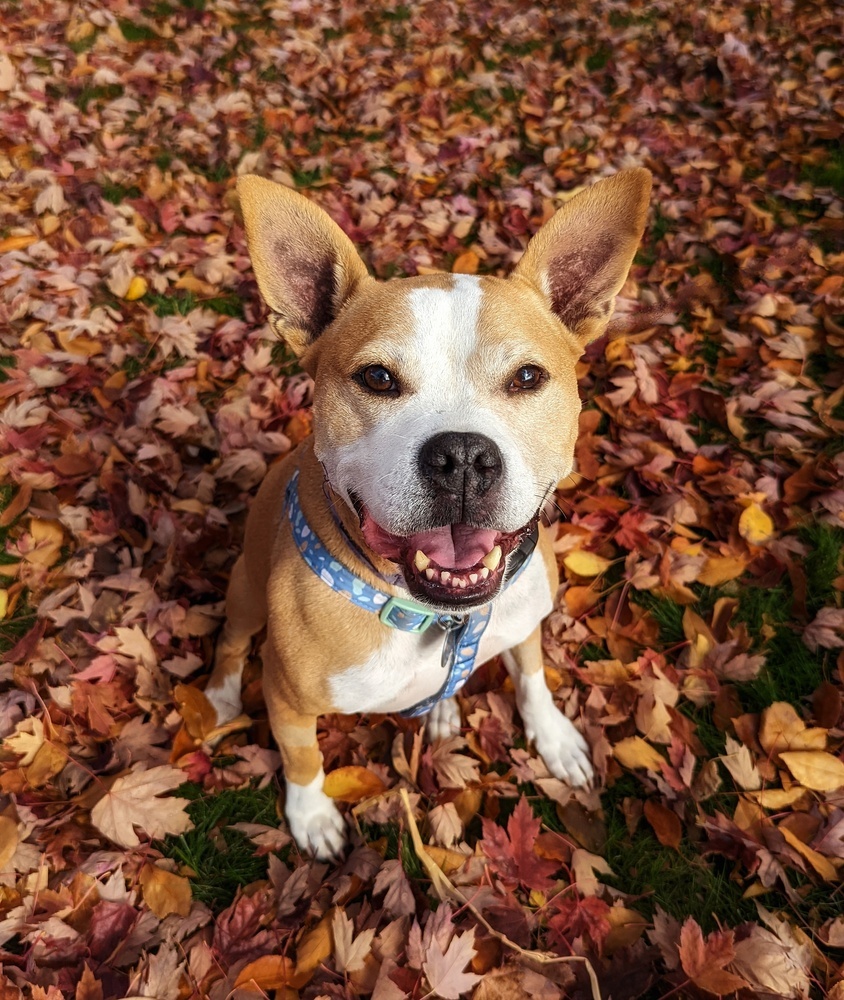 Mina, an adoptable Boxer, Pit Bull Terrier in Denver, CO, 80209 | Photo Image 3