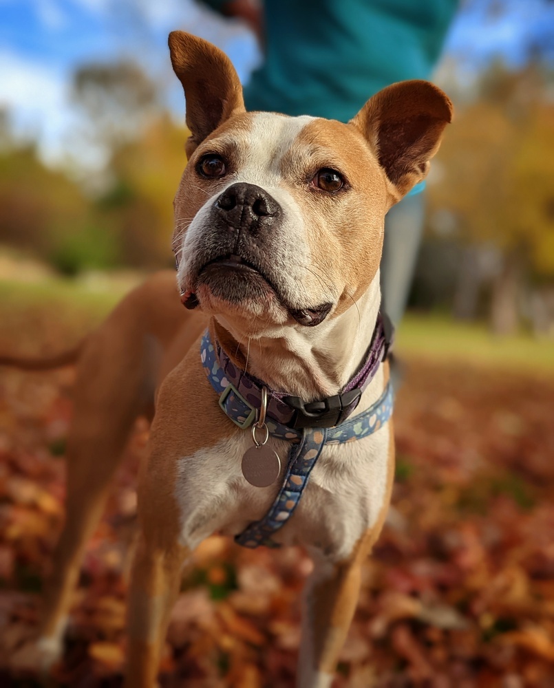 Mina, an adoptable Boxer, Pit Bull Terrier in Denver, CO, 80209 | Photo Image 4