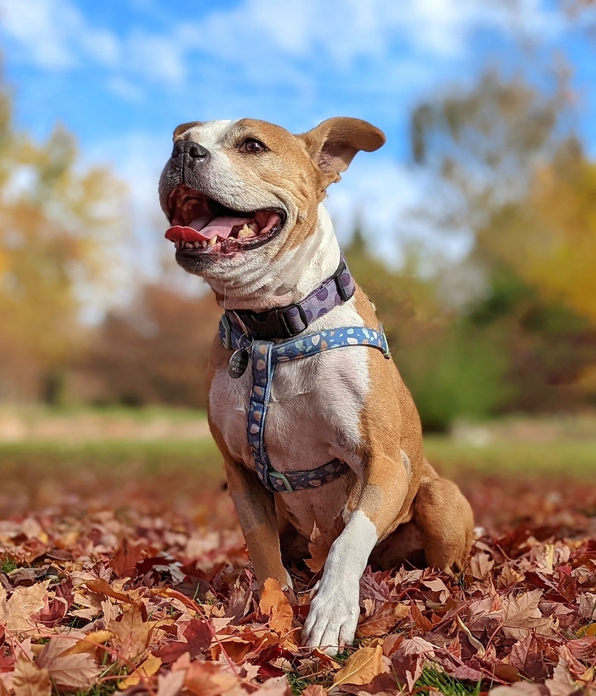 Mina, an adoptable Boxer, Pit Bull Terrier in Denver, CO, 80209 | Photo Image 5