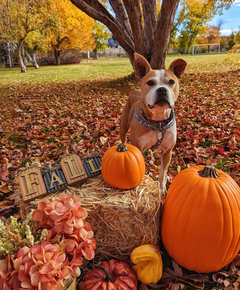 Mina, an adoptable Boxer, Pit Bull Terrier in Denver, CO, 80209 | Photo Image 6