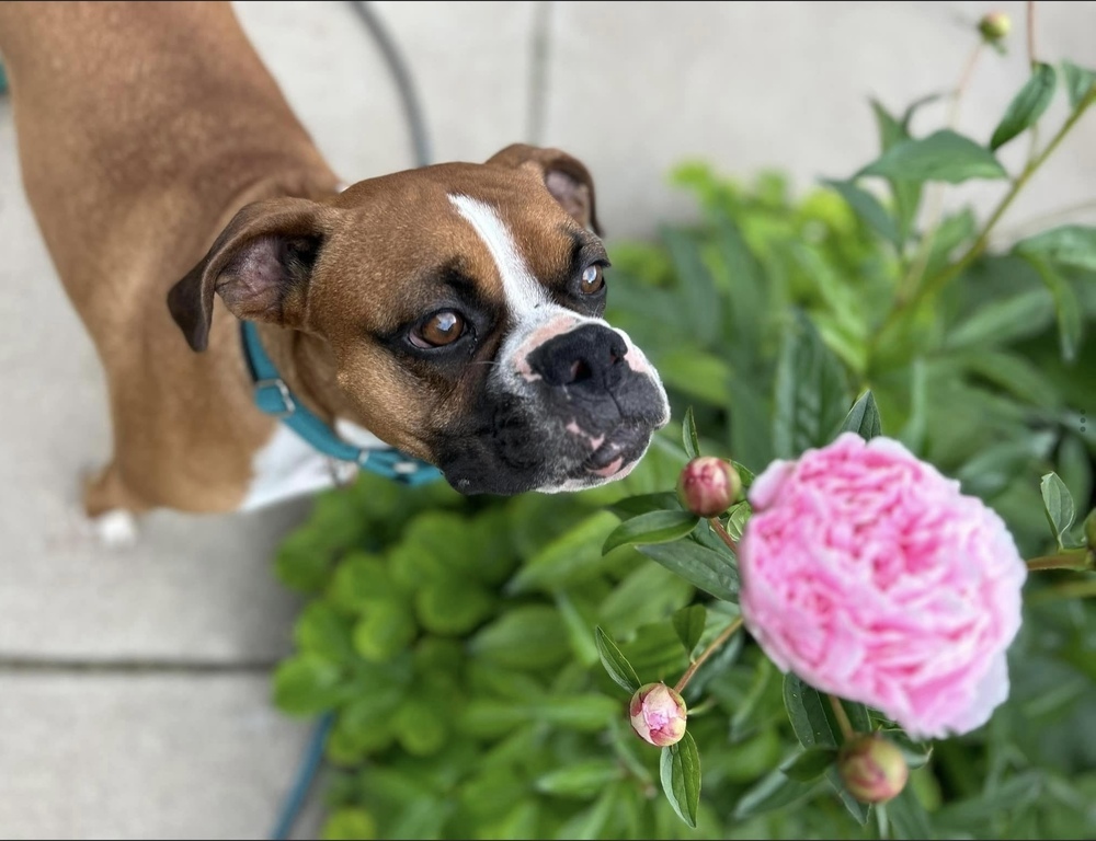 Frito, an adoptable Boxer in Denver, CO, 80209 | Photo Image 3