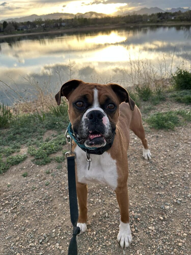 Frito, an adoptable Boxer in Denver, CO, 80209 | Photo Image 4