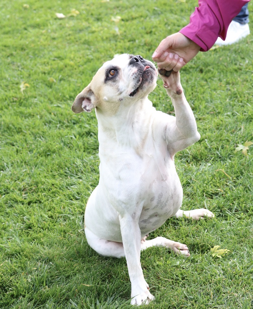 Pina Colada - Foster Me!, an adoptable American Bulldog, Boxer in Denver, CO, 80209 | Photo Image 1