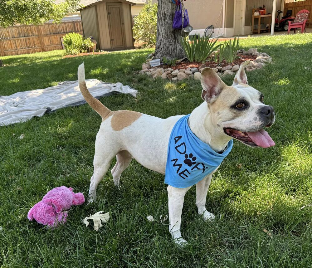 Pina Colada - Foster Me!, an adoptable American Bulldog, Boxer in Denver, CO, 80209 | Photo Image 3