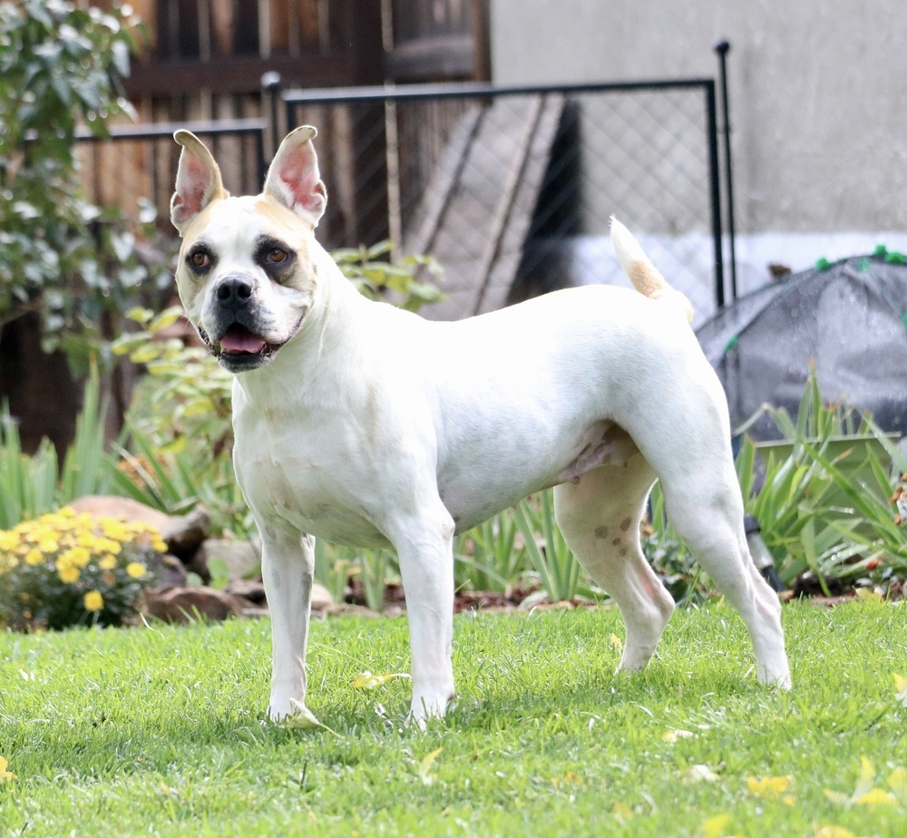 Pina Colada - Foster Me!, an adoptable American Bulldog, Boxer in Denver, CO, 80209 | Photo Image 4