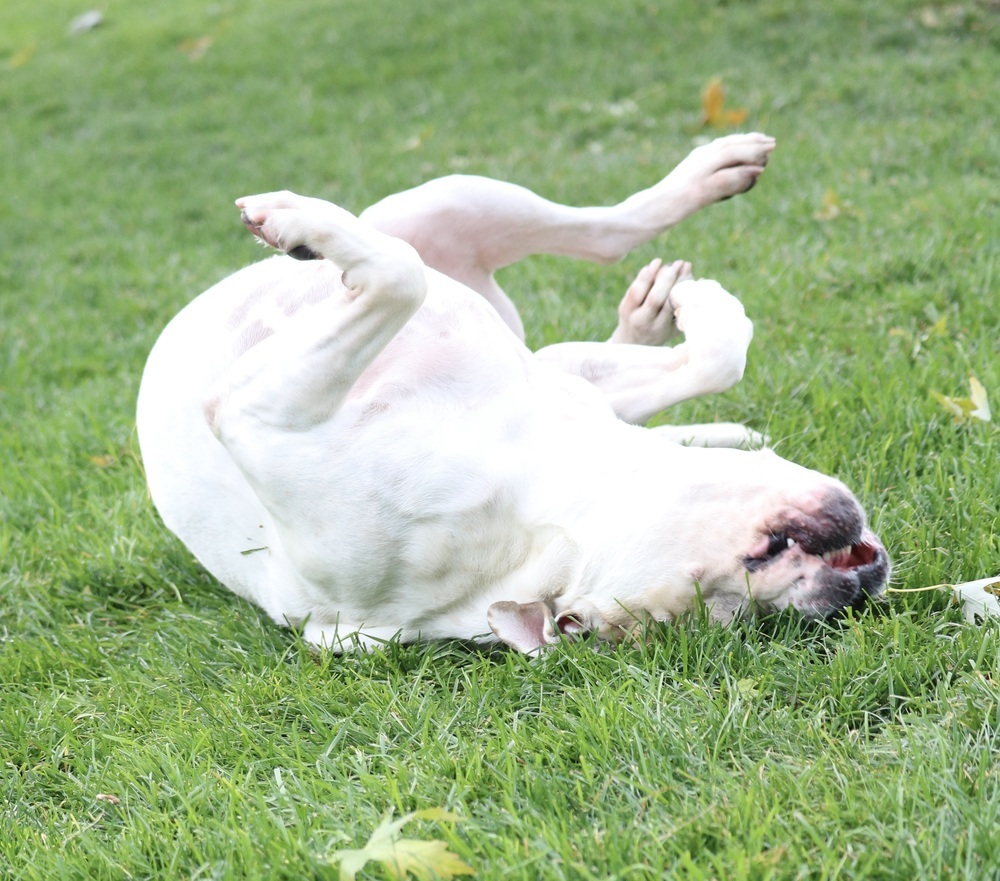 Pina Colada - Foster Me!, an adoptable American Bulldog, Boxer in Denver, CO, 80209 | Photo Image 5