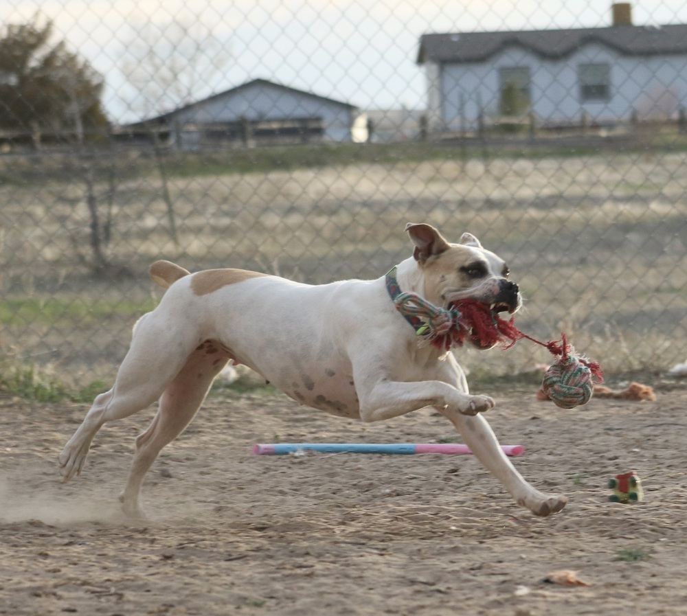 Pina Colada - Foster Me!, an adoptable American Bulldog, Boxer in Denver, CO, 80209 | Photo Image 6