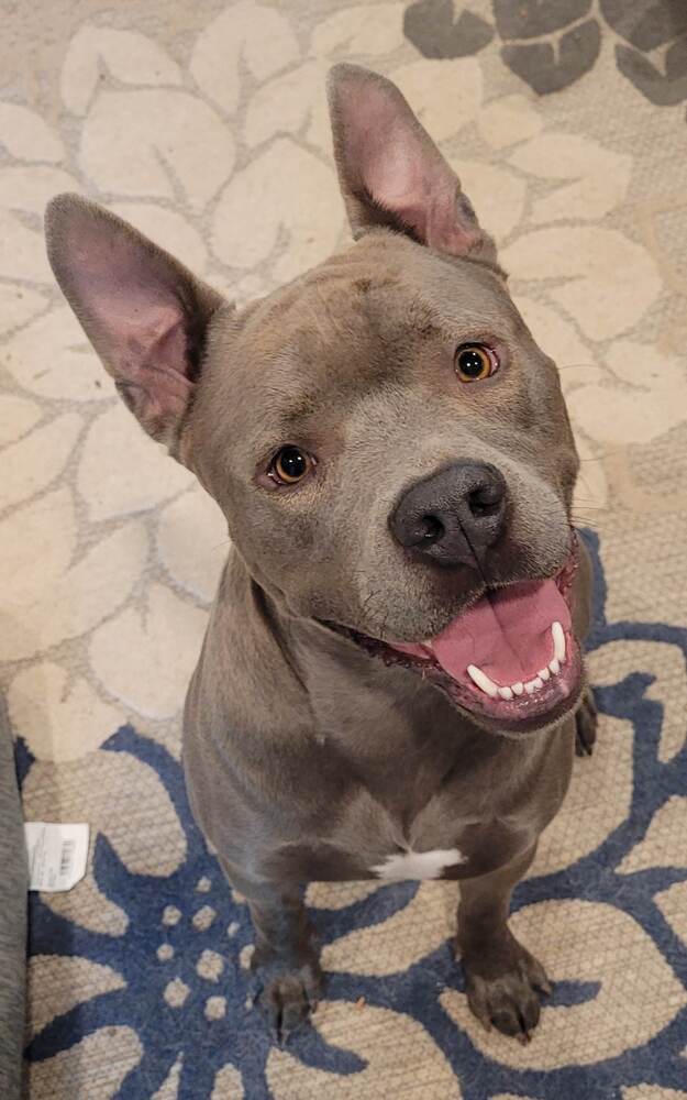 Moose, an adoptable Pit Bull Terrier in Denver, CO, 80209 | Photo Image 2