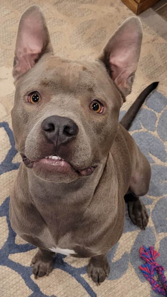 Moose, an adoptable Pit Bull Terrier in Denver, CO, 80209 | Photo Image 3