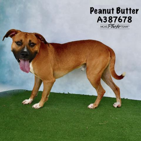 Boxer peanut outlet butter