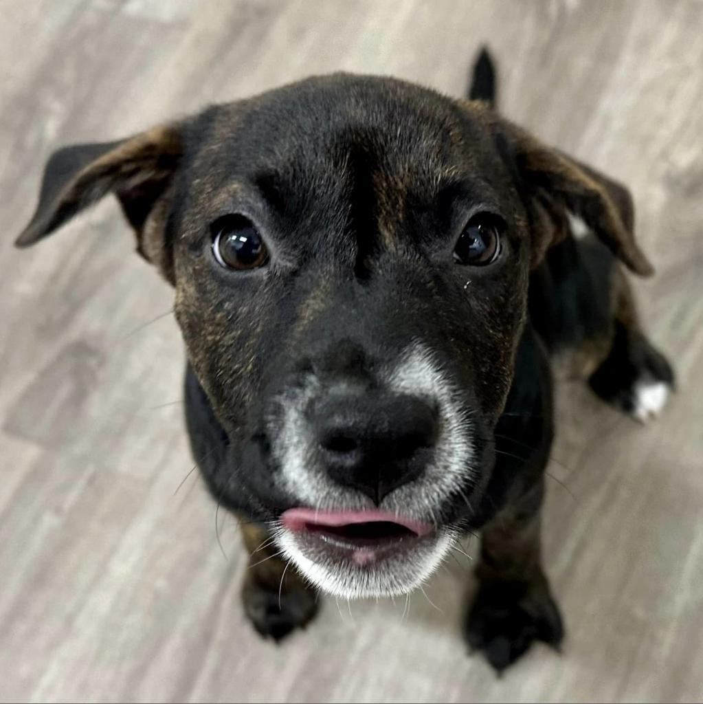 Pip