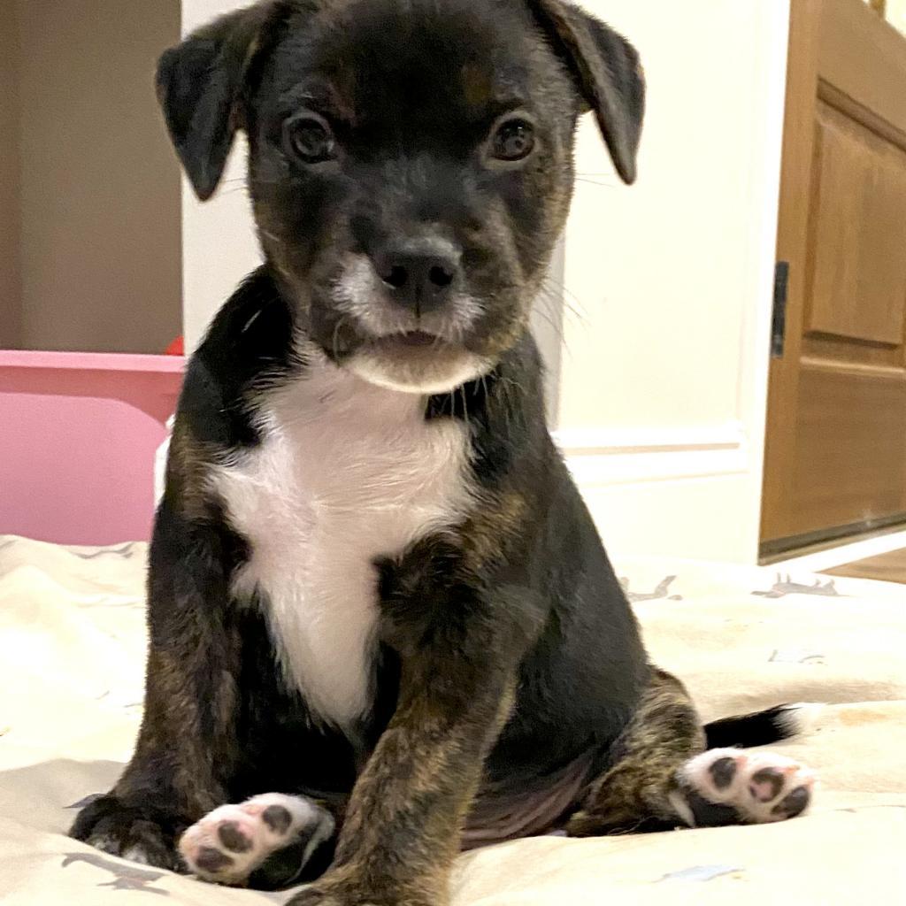 Pip