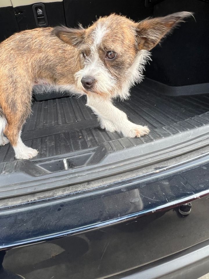 Dog For Adoption - Baby Girl, A Wirehaired Terrier Mix In Anna, Tx |  Petfinder