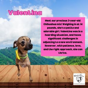 Valentina Chihuahua Dog