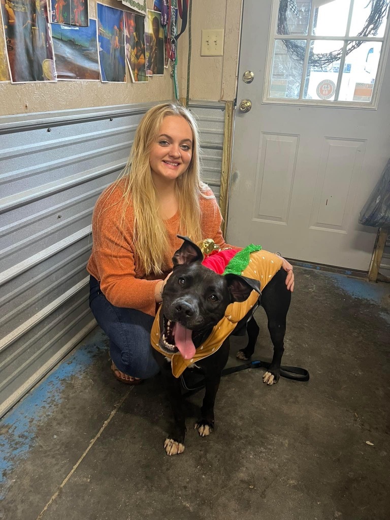 H392, an adoptable Labrador Retriever in Mullins, SC, 29574 | Photo Image 2