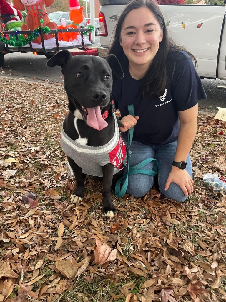 H392, an adoptable Labrador Retriever in Mullins, SC, 29574 | Photo Image 4