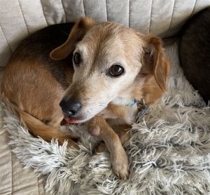 Doxy is an eight year old 17 pound BeagleDoxy mix He was returned to AAU because his adopter was