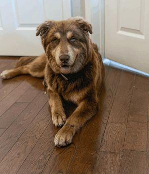 Astro