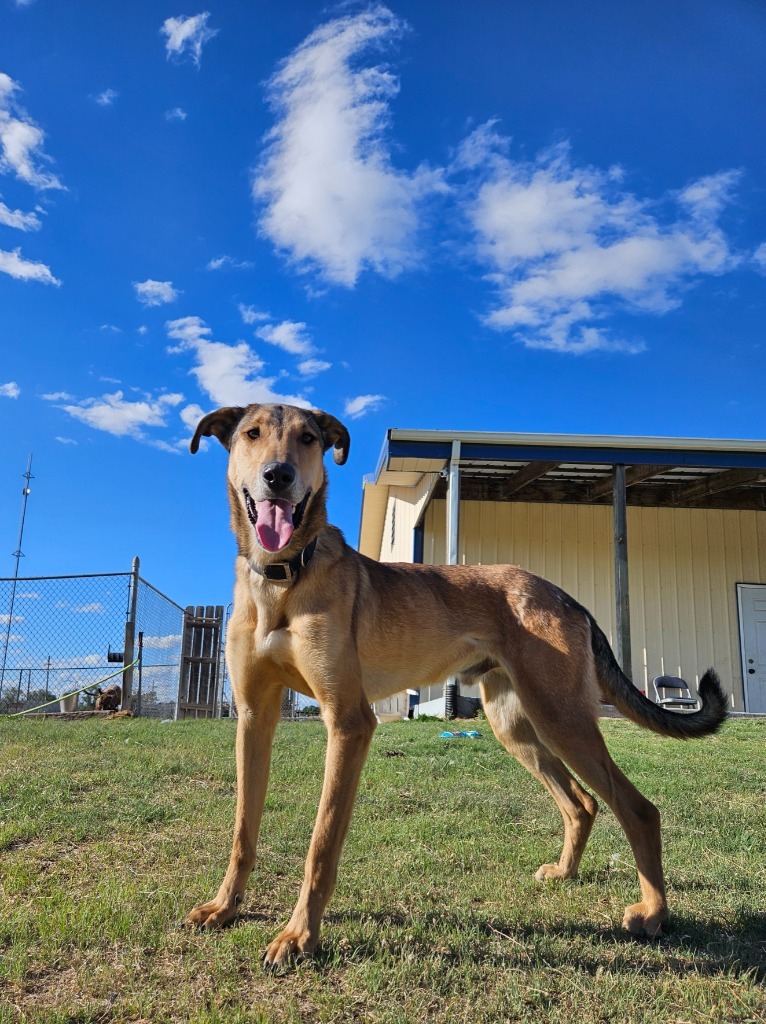 Arce (Boomie), an adoptable Collie in Pratt, KS, 67124 | Photo Image 1