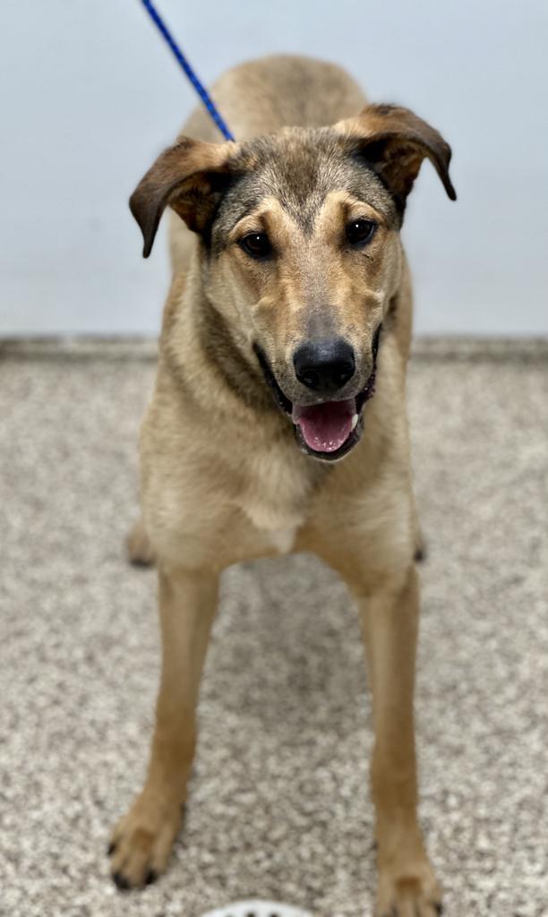 Arce (Boomie), an adoptable Collie in Pratt, KS, 67124 | Photo Image 2