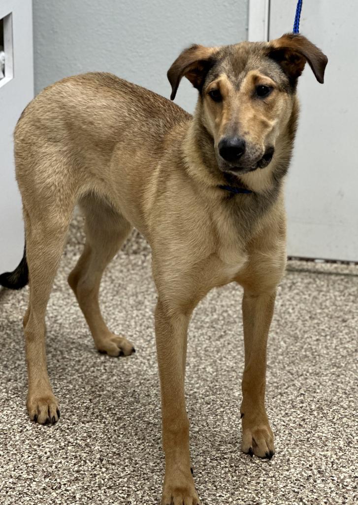 Arce (Boomie), an adoptable Collie in Pratt, KS, 67124 | Photo Image 3