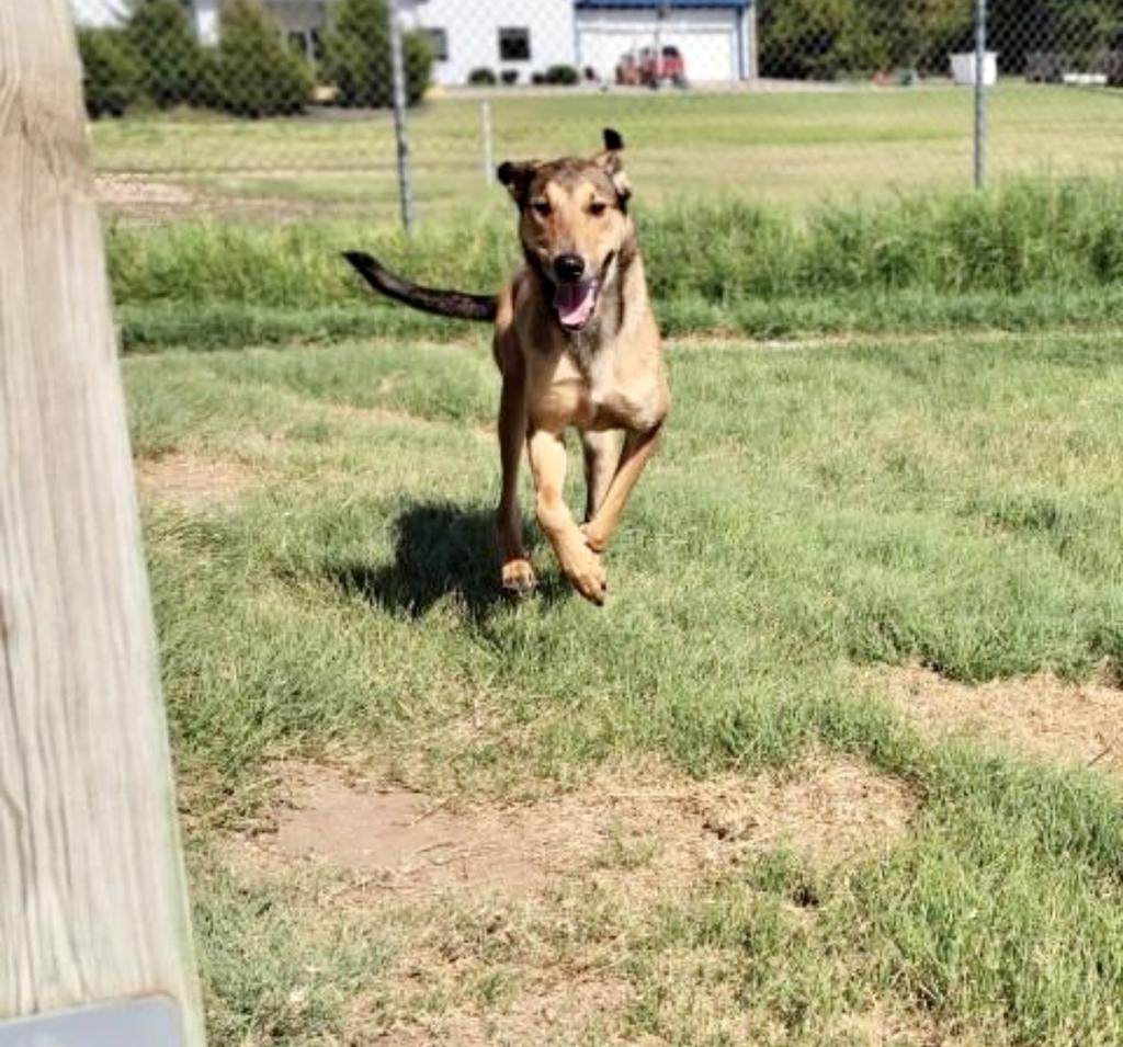 Arce (Boomie), an adoptable Collie in Pratt, KS, 67124 | Photo Image 4