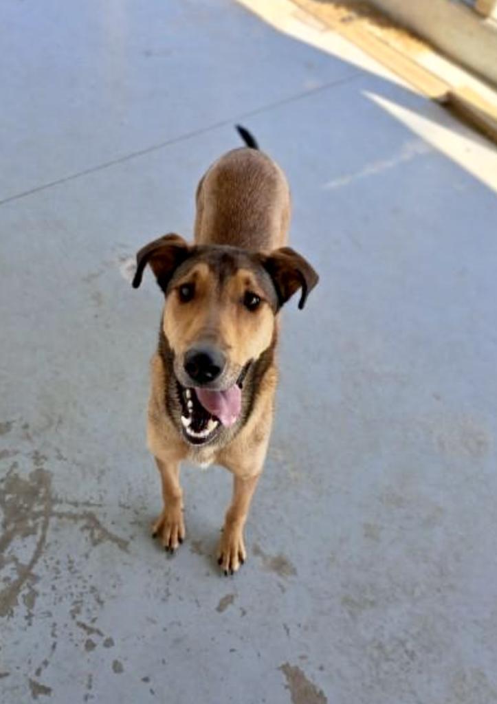 Arce (Boomie), an adoptable Collie in Pratt, KS, 67124 | Photo Image 5