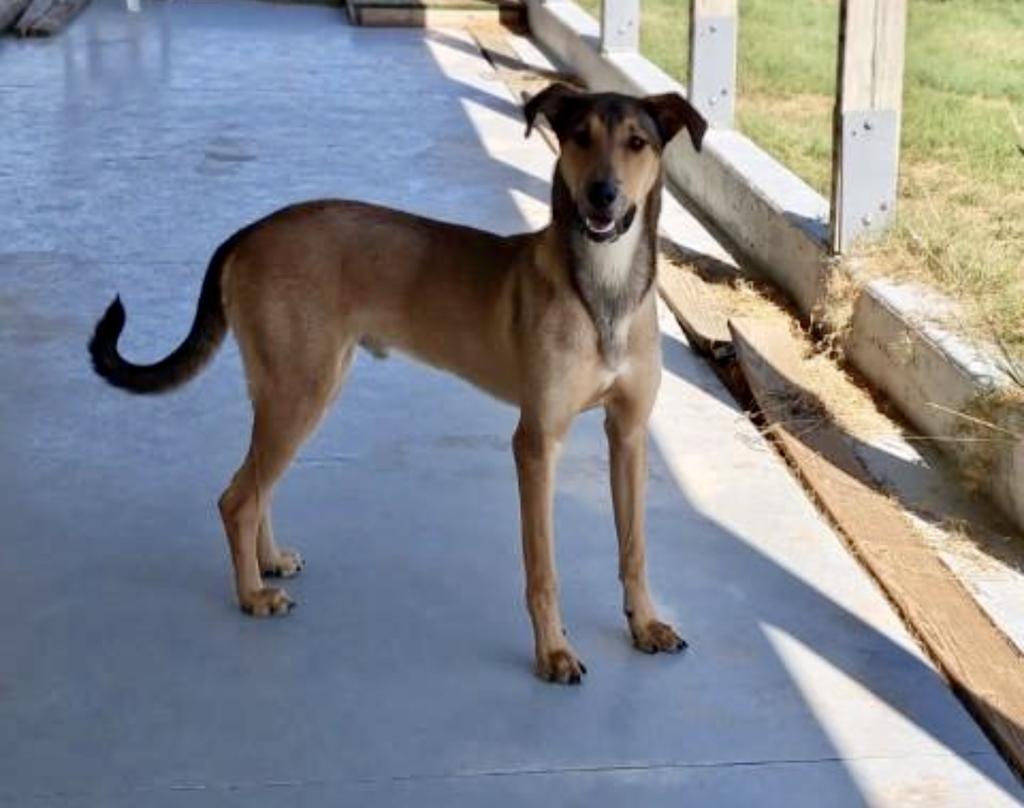 Arce (Boomie), an adoptable Collie in Pratt, KS, 67124 | Photo Image 6