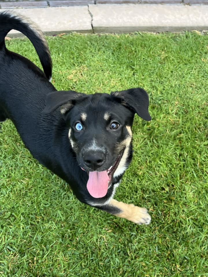 Husky hot sale boxer puppy