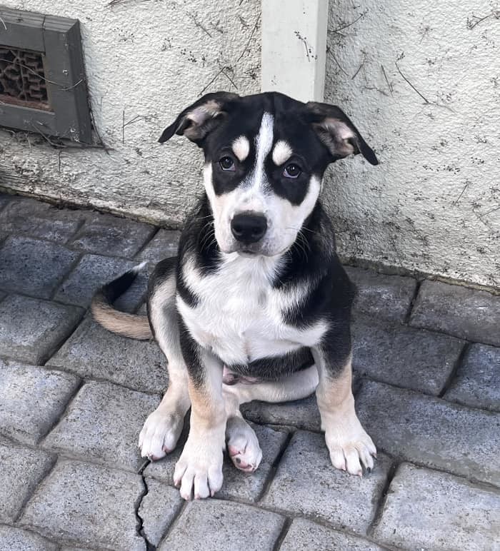 Husky and hot sale boxer puppies