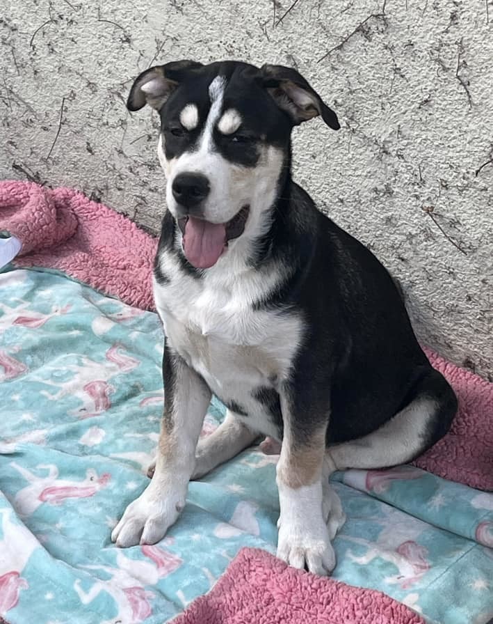 Husky lab 2024 boxer mix