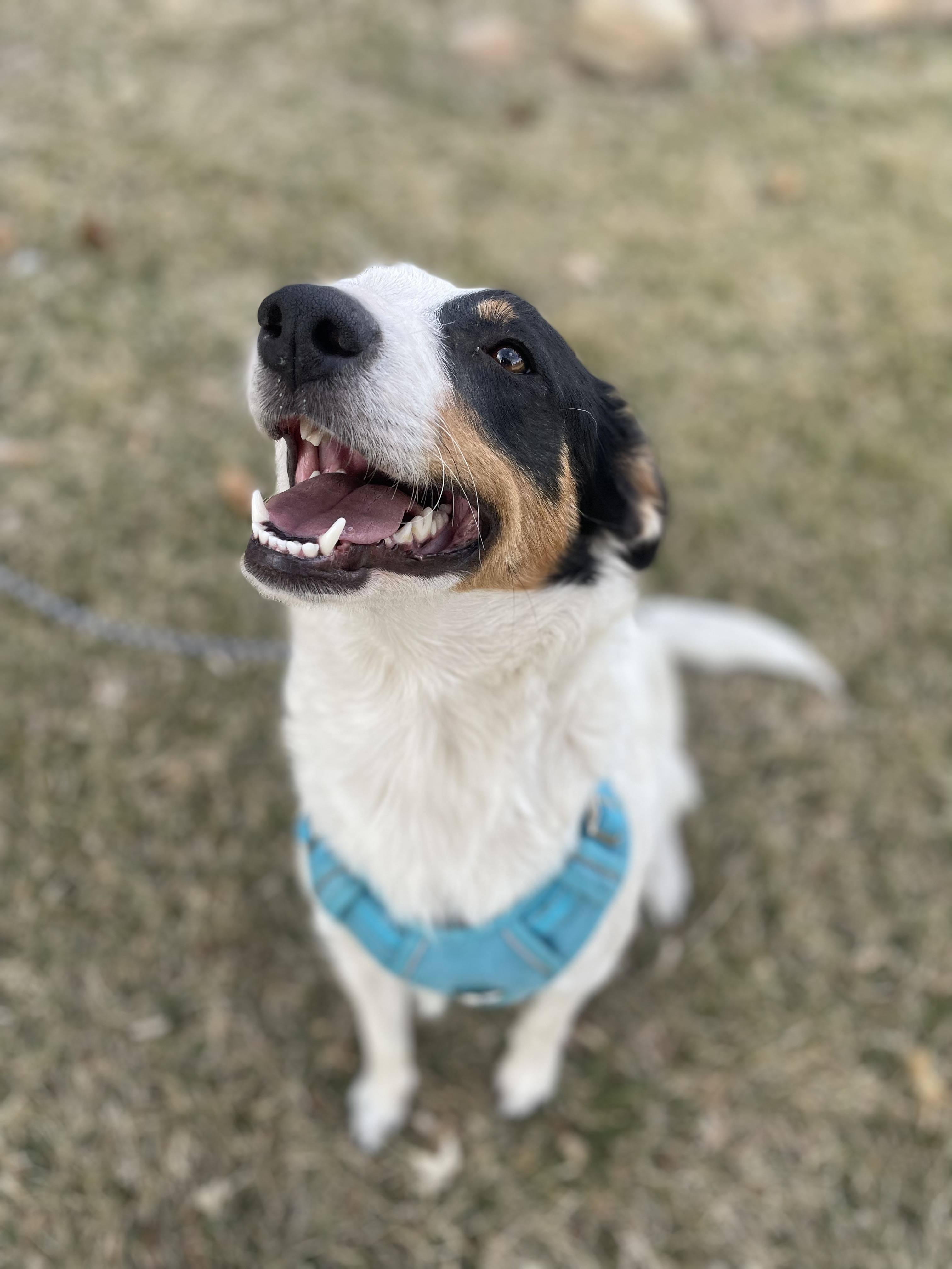 Luna, an adoptable Border Collie in Castle Dale, UT, 84513 | Photo Image 3